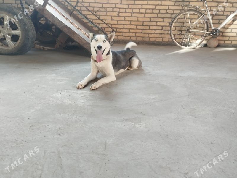 Alisa - Чарджоу - img 2