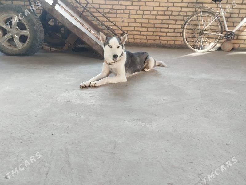 Alisa - Чарджоу - img 1