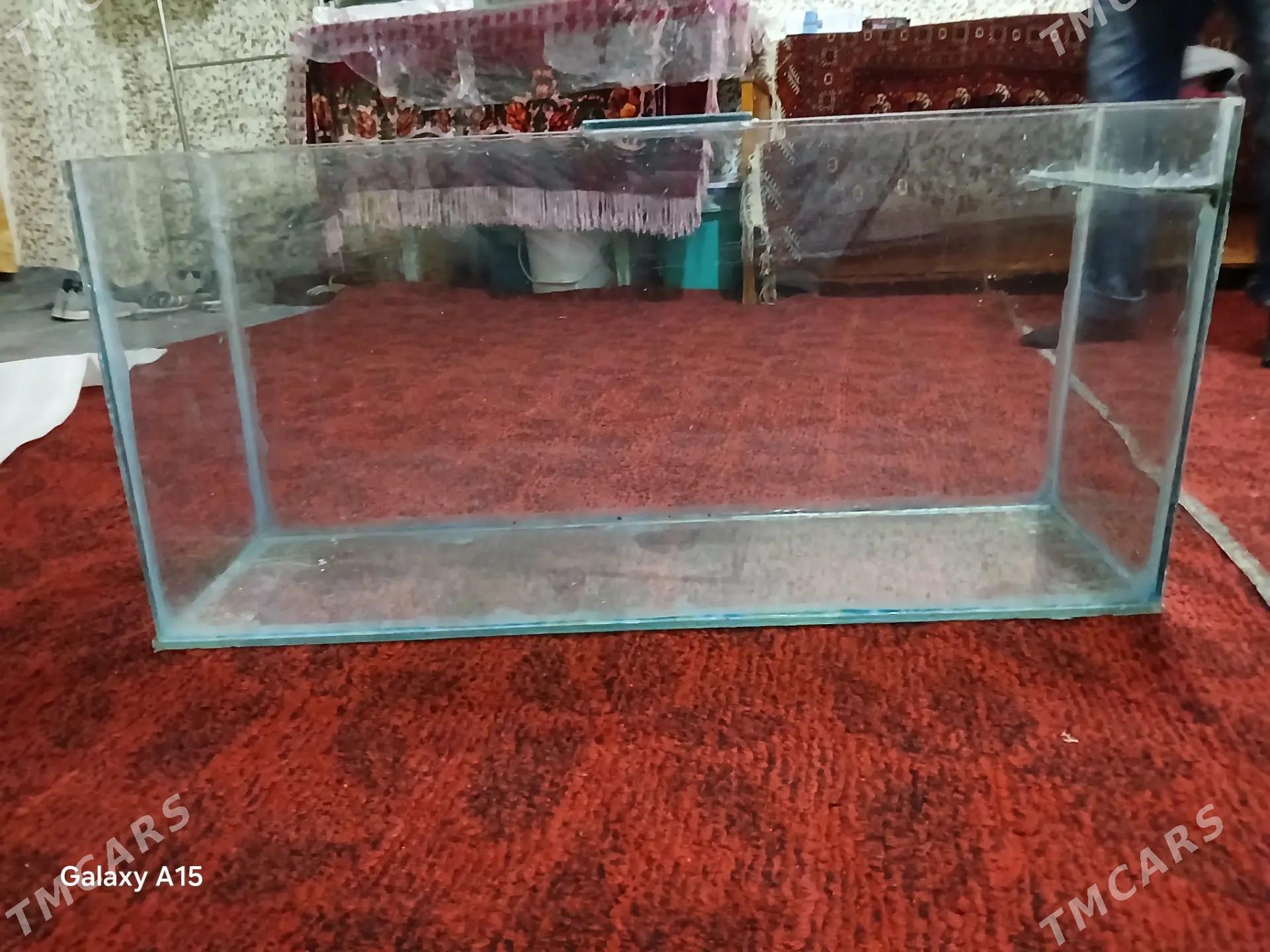 АКВАРИУМ - Daşoguz - img 4