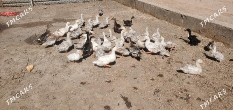 Ördek - Tejen - img 1