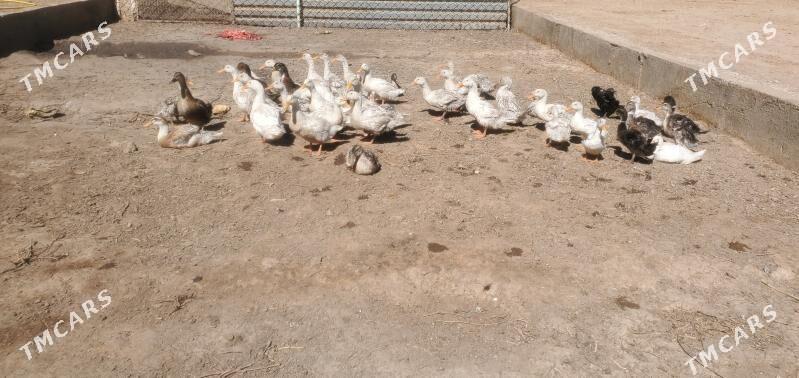 Ördek - Tejen - img 2