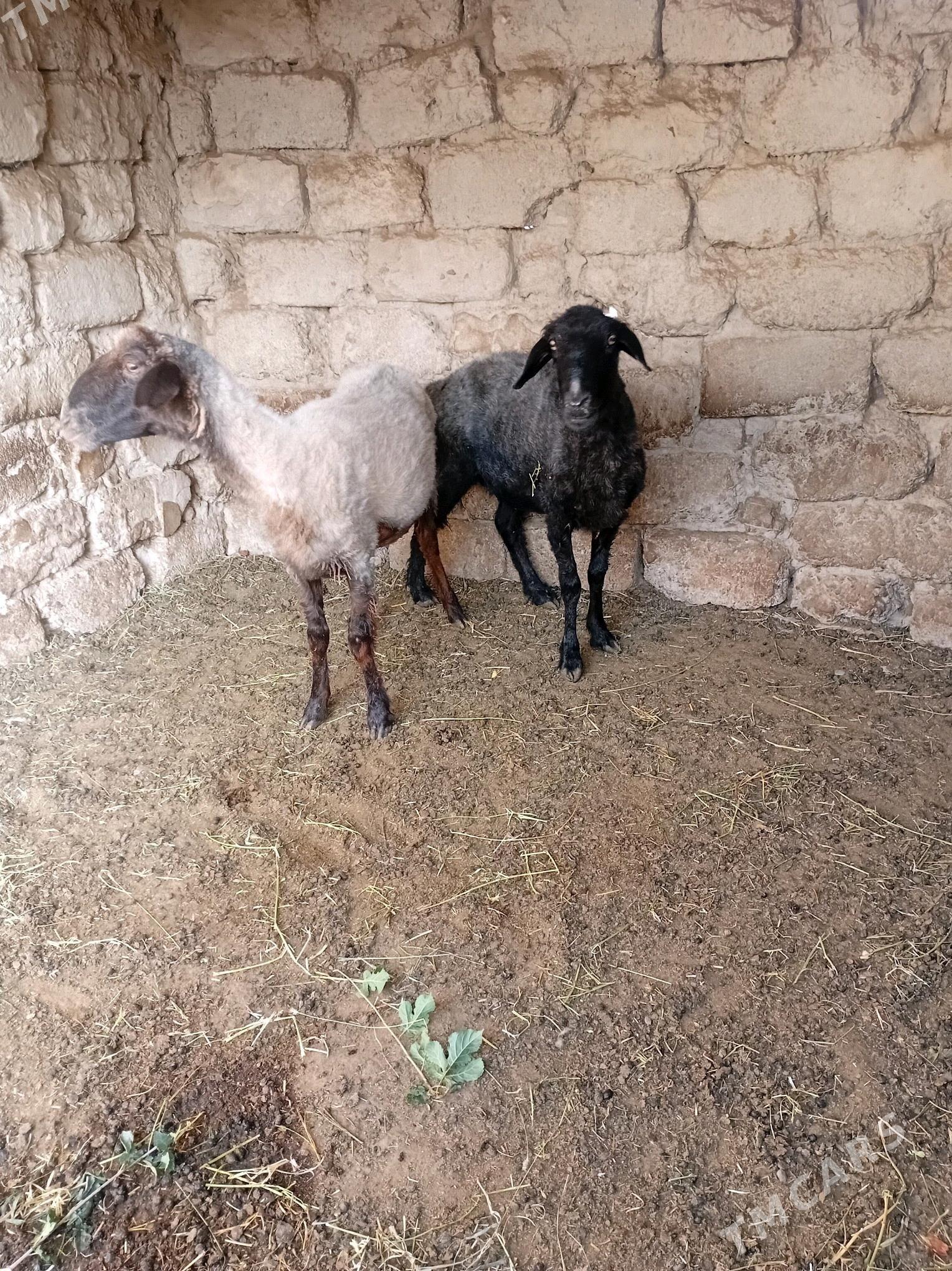 goyun - Gökdepe - img 3