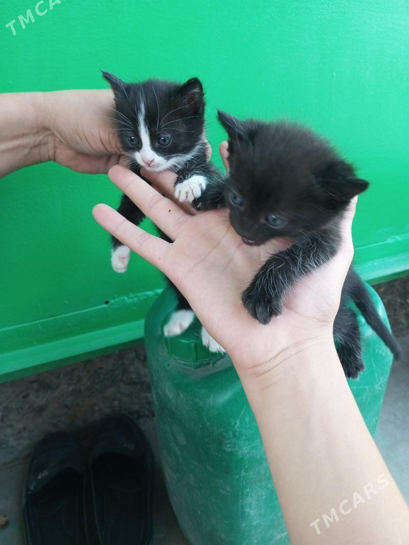 pişkler - Türkmenabat - img 3