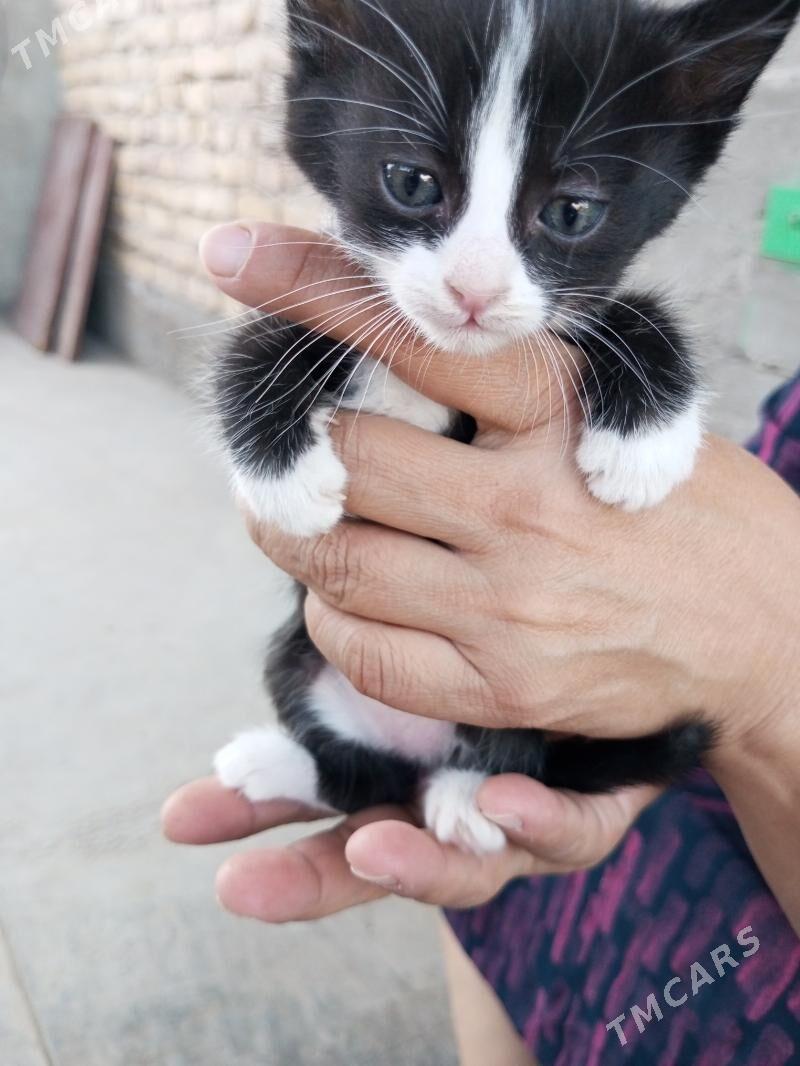 pişkler - Türkmenabat - img 2