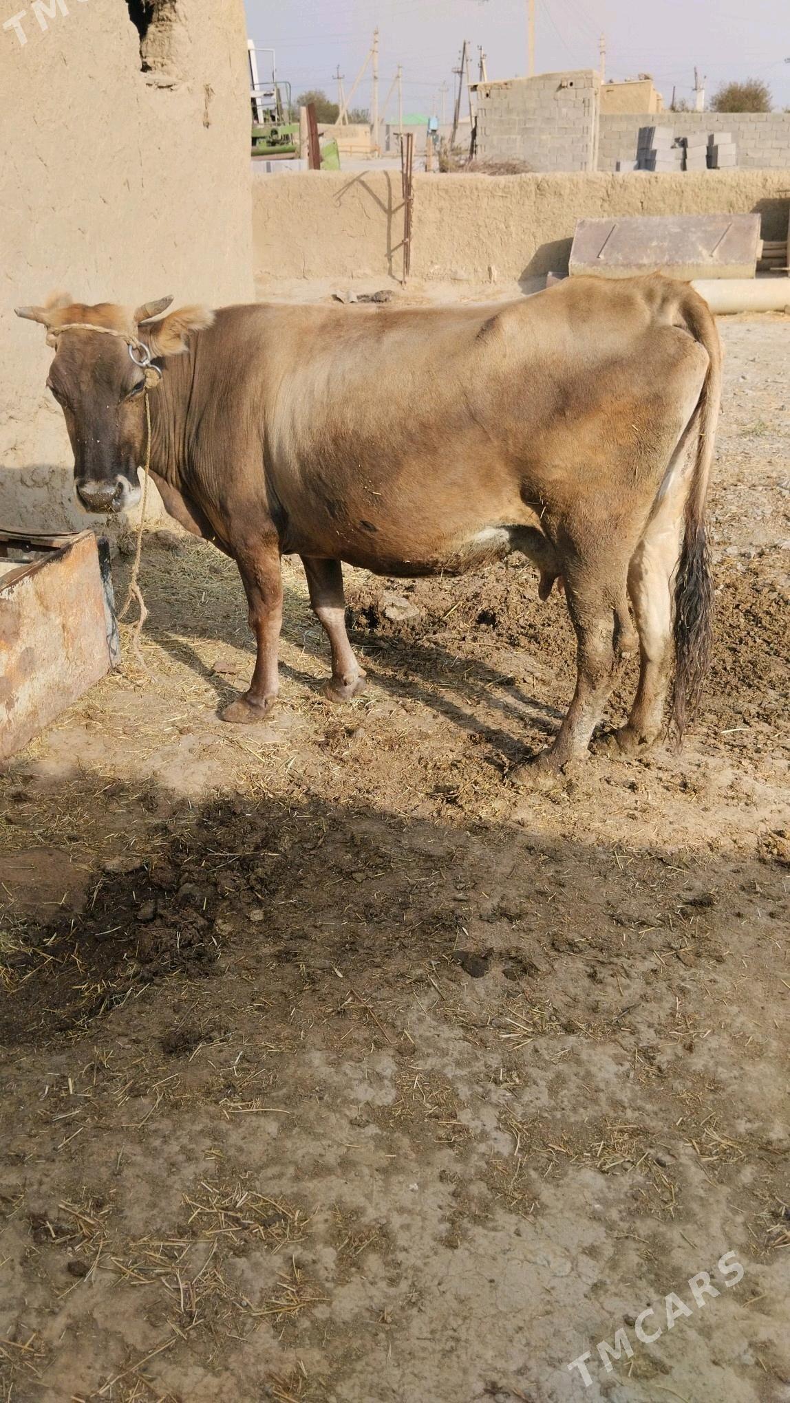 Sygyr - Bäherden - img 1