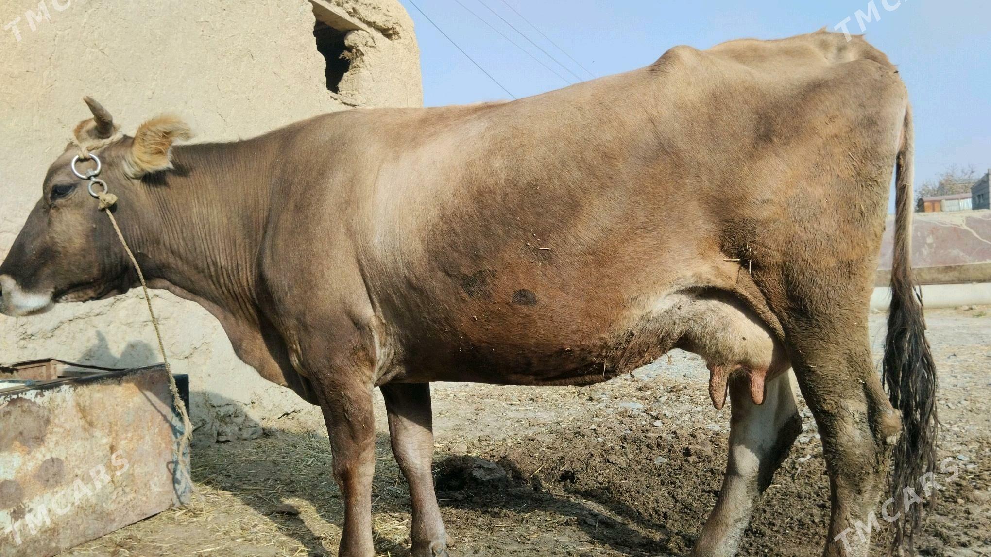 Sygyr - Bäherden - img 2