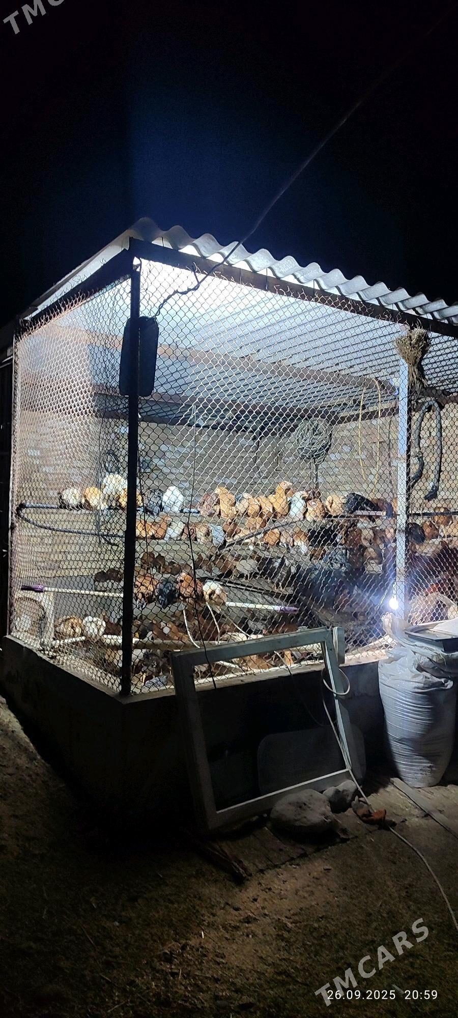 towk - Кака - img 3