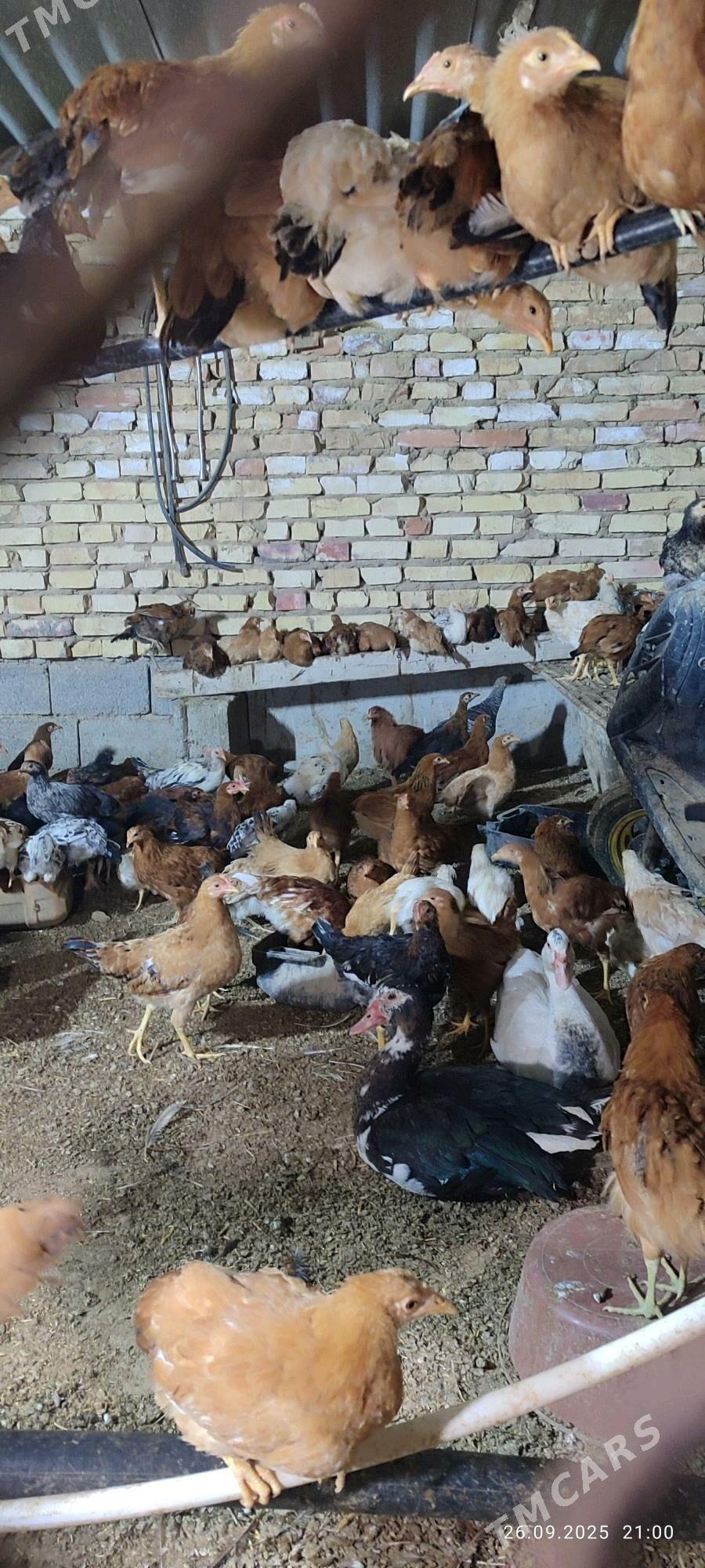 towk - Кака - img 2