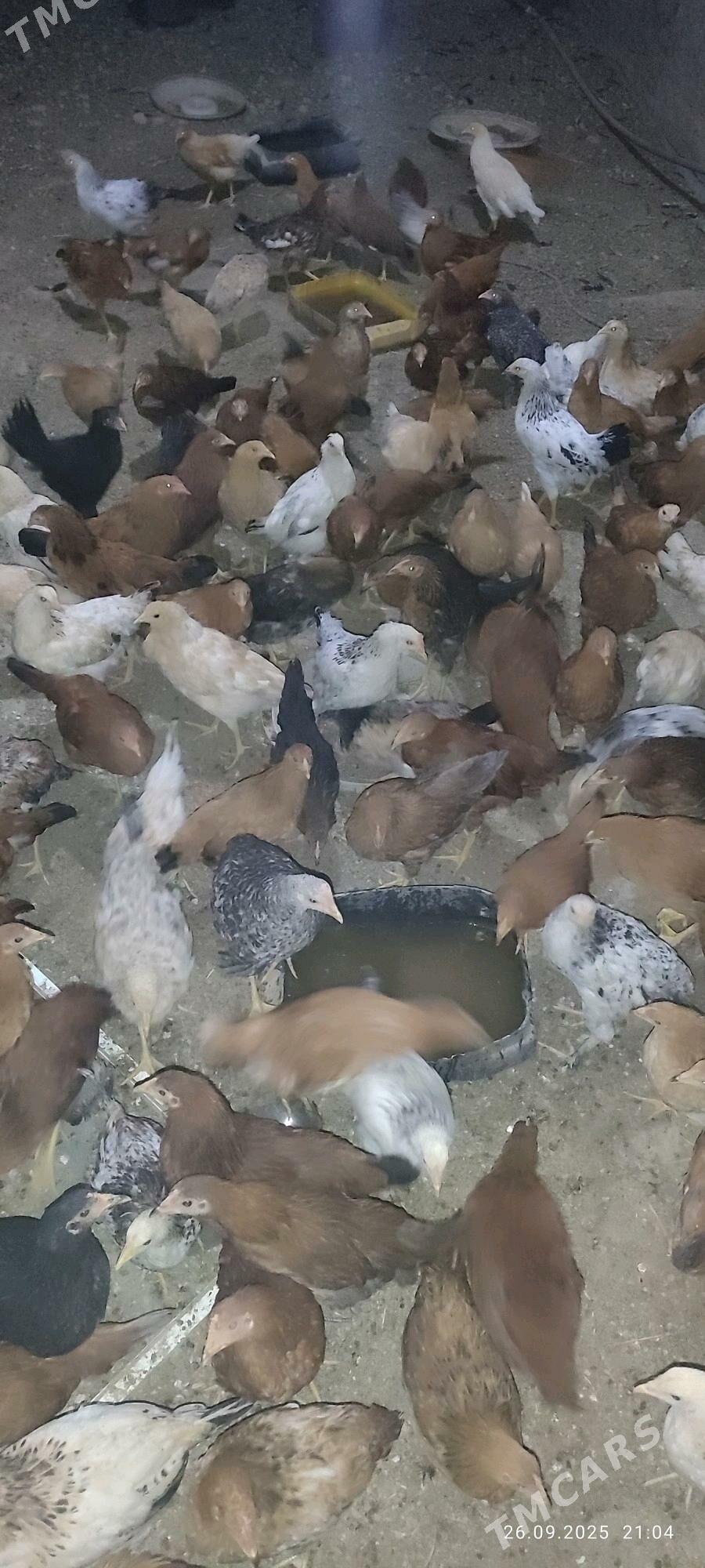 towk - Кака - img 1