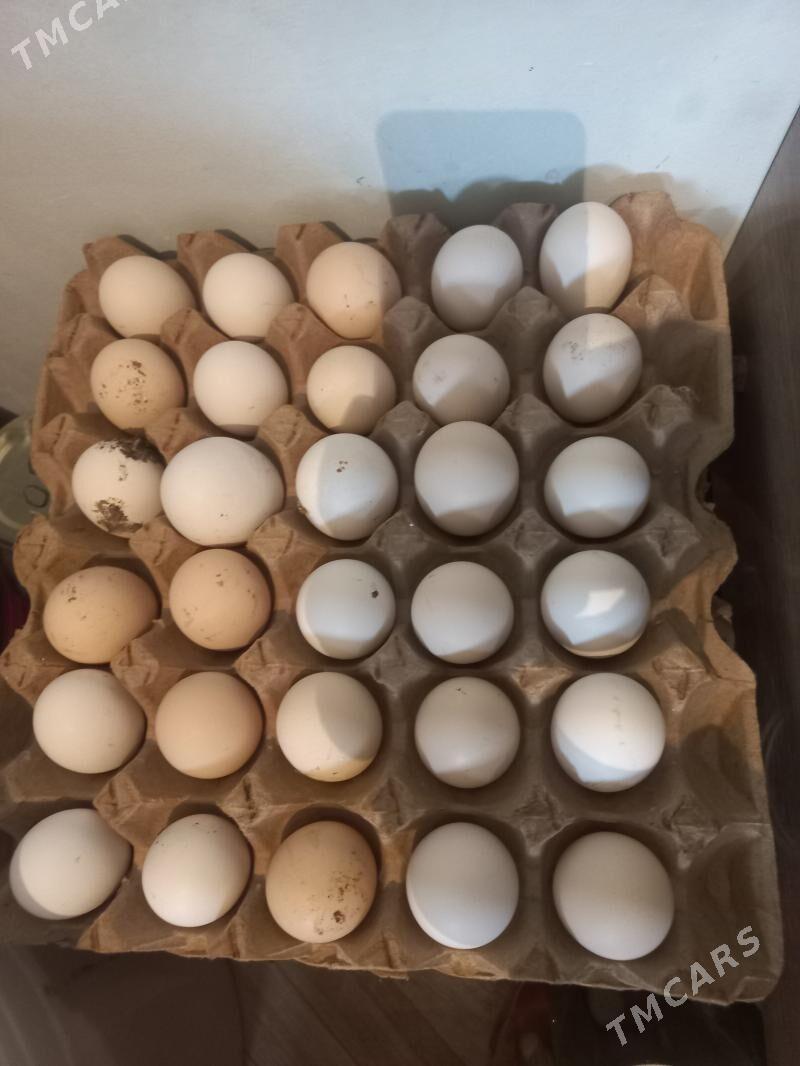 Towuk - Kaka - img 1