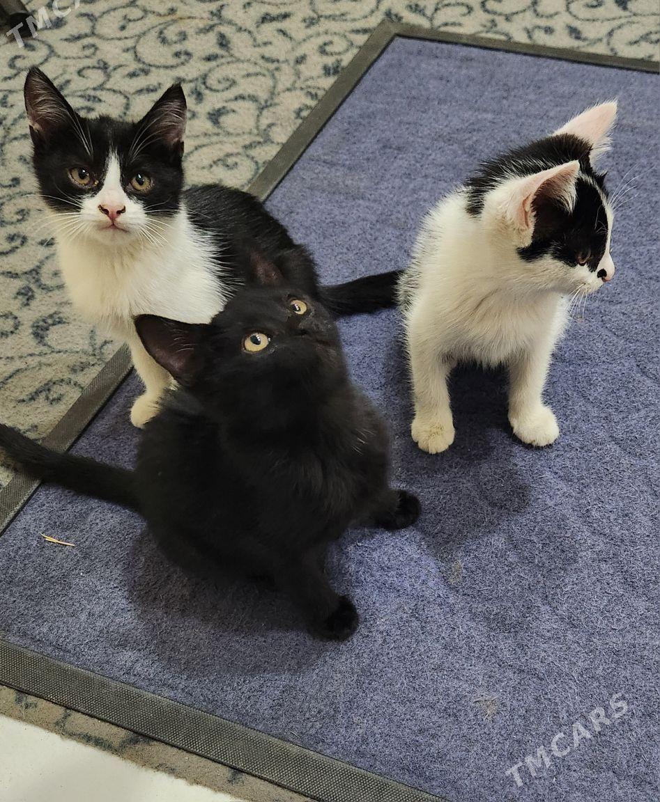 котята - Дашогуз - img 1