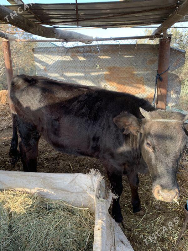 sygyr - Ak bugdaý etraby - img 2