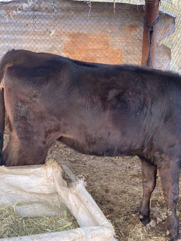 sygyr - Ak bugdaý etraby - img 1