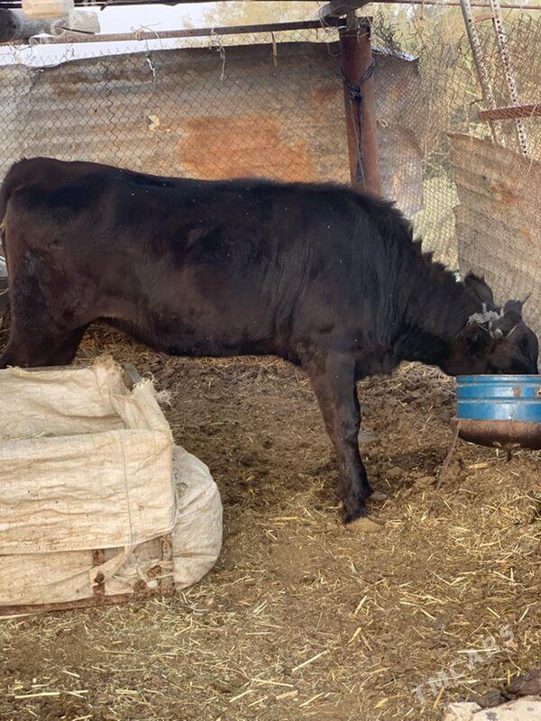 sygyr - Ak bugdaý etraby - img 3