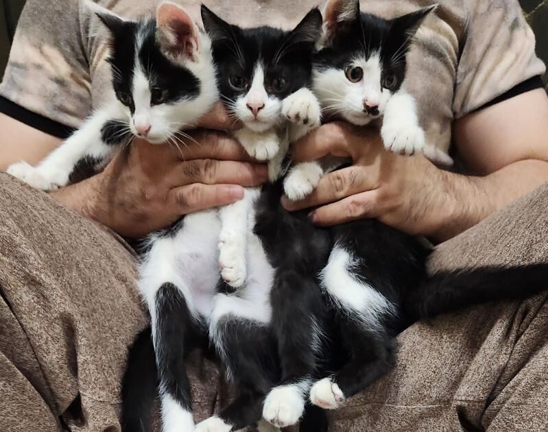 котята - Дашогуз - img 2