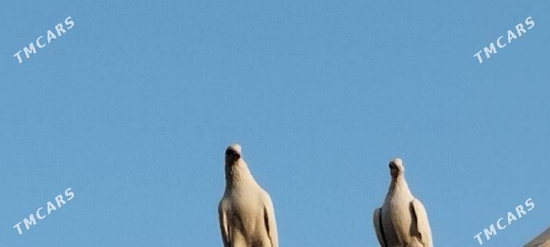 kepderkepderikepderi - Farap - img 1