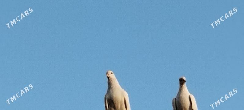 kepderkepderikepderi - Farap - img 2