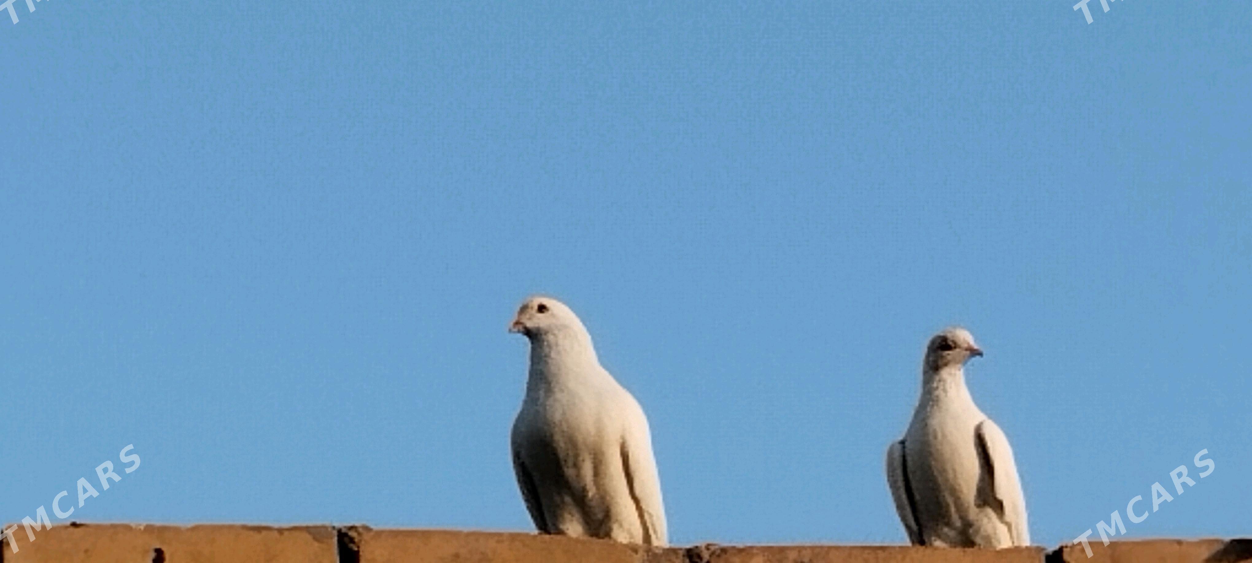 kepderkepderikepderi - Farap - img 3