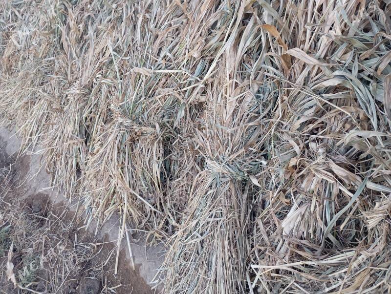 мал оты жоген - Шабатский этрап - img 2