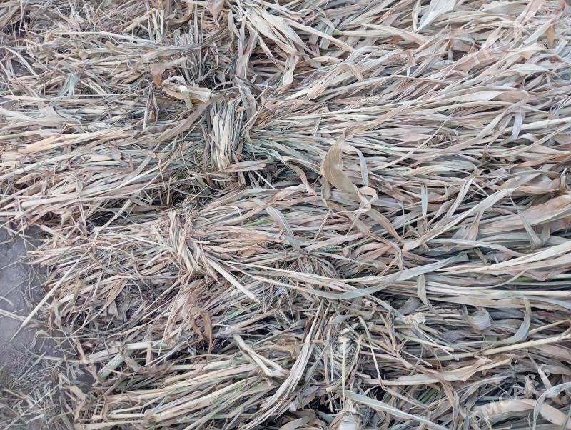 мал оты жоген - Şabat etr. - img 1