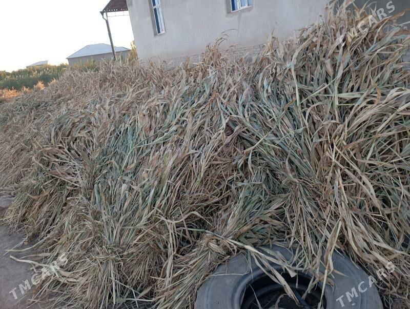 мал оты жоген - Шабатский этрап - img 3