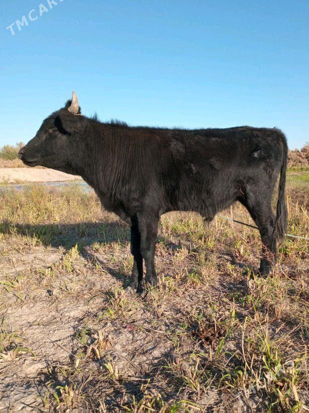 Öküz - Köneürgenç - img 5