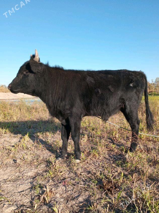 Öküz - Кёнеургенч - img 1