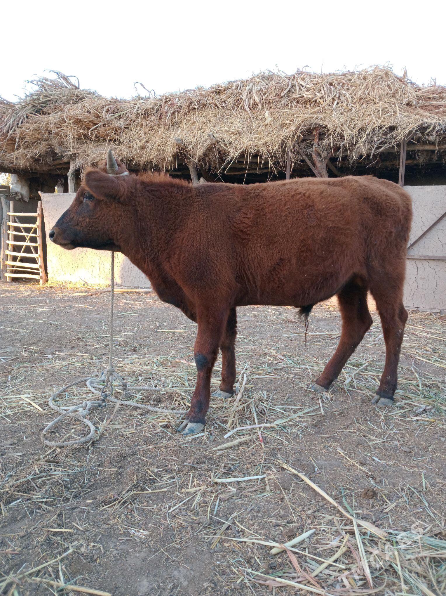 Öküz - Köneürgenç - img 2