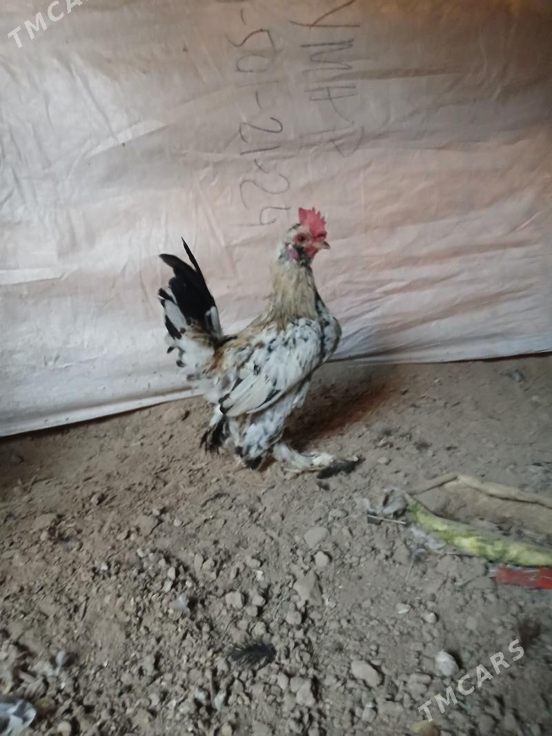 Karlie - Дашогуз - img 2