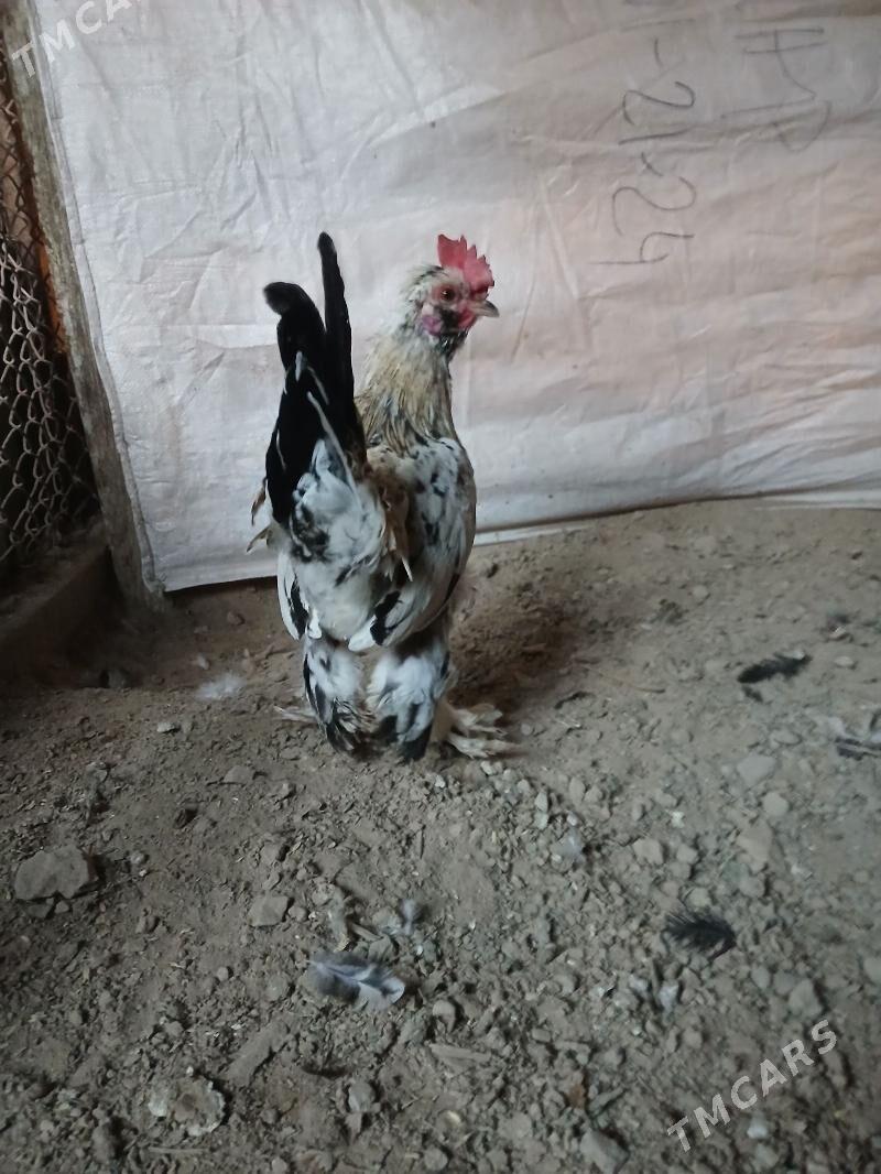 Karlie - Дашогуз - img 3