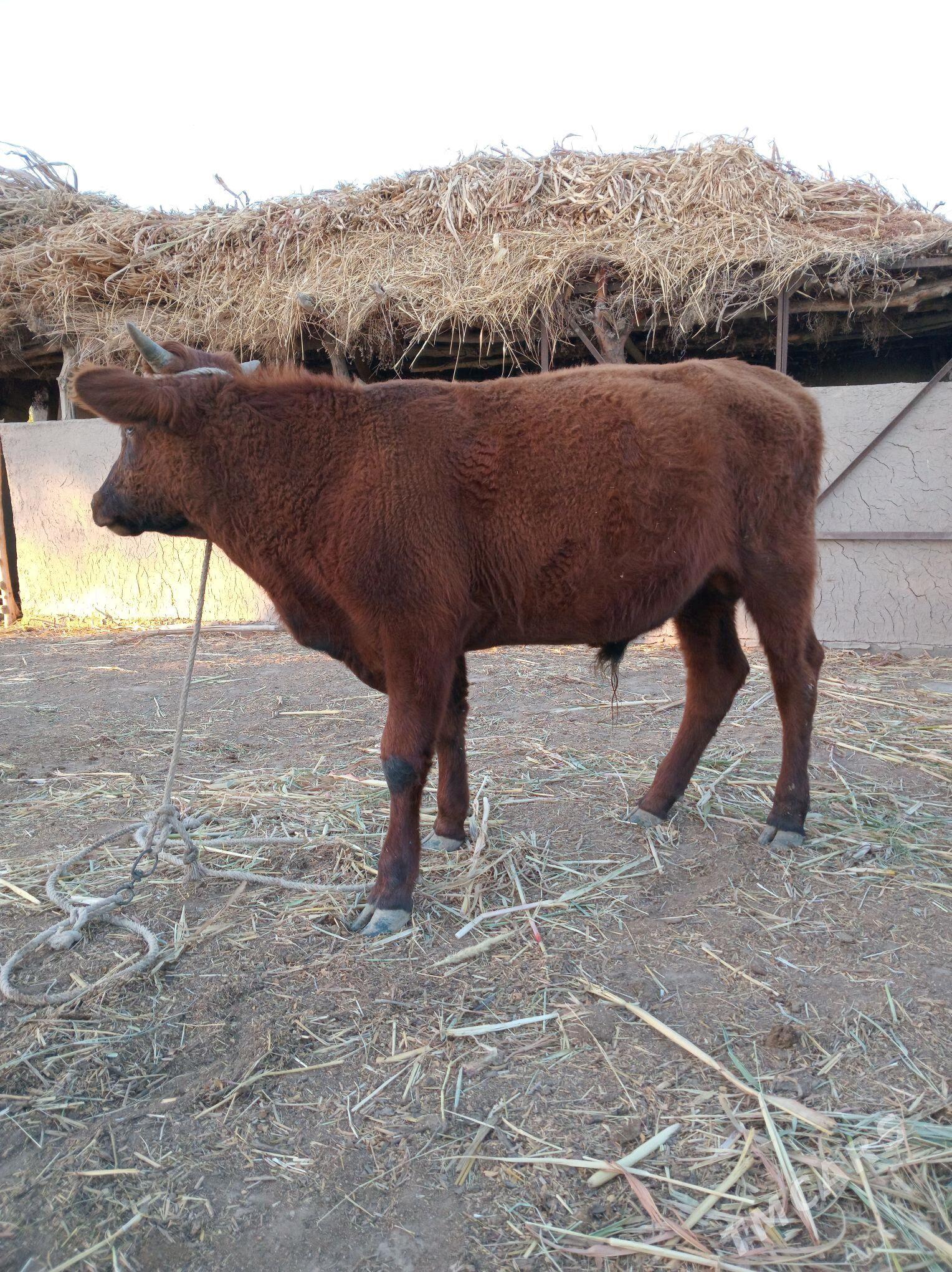 Öküz - Köneürgenç - img 4