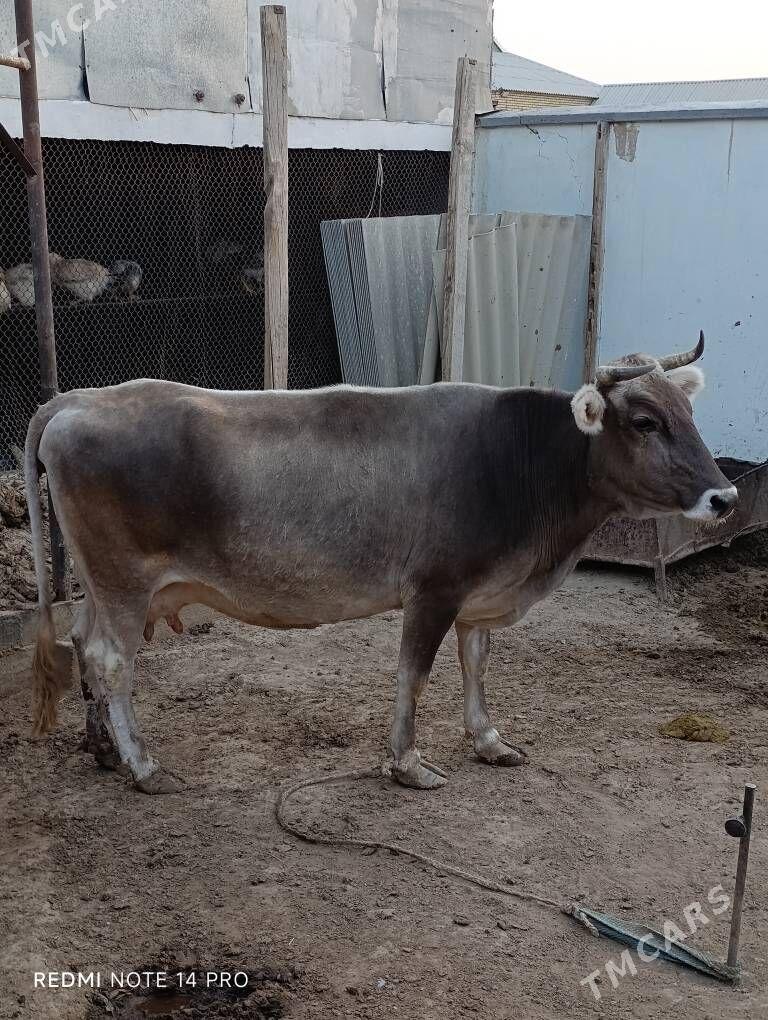 sygyr - Кака - img 1