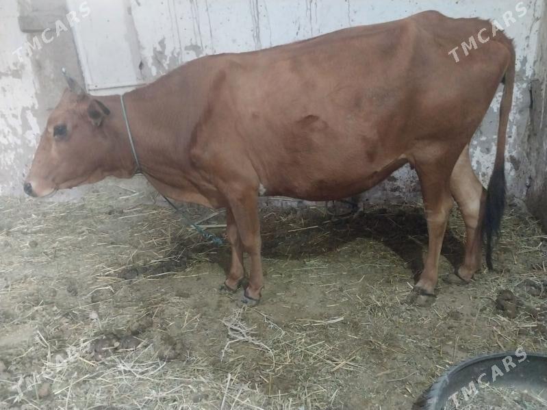 sygyr - Türkmenabat - img 2