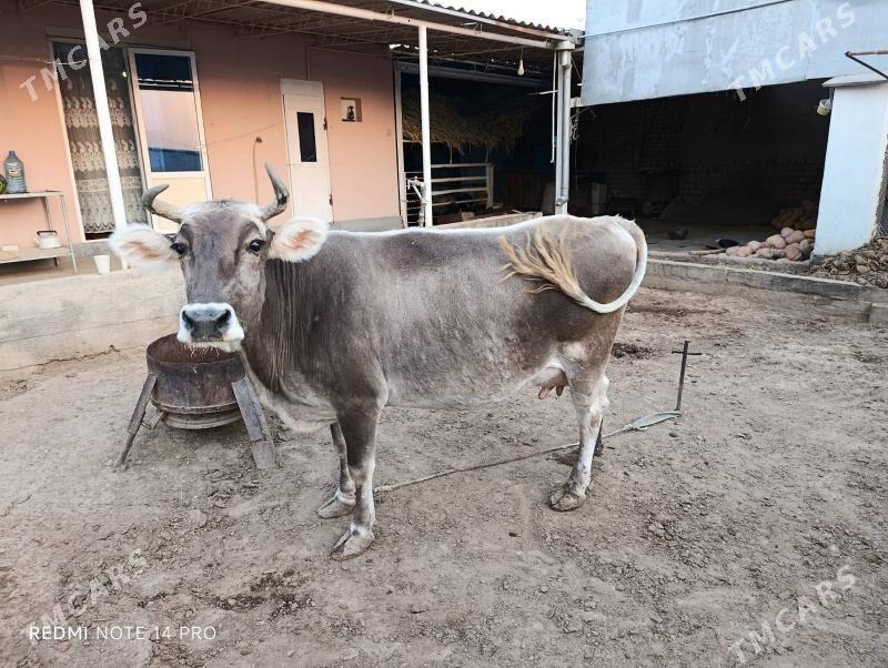 sygyr - Кака - img 2