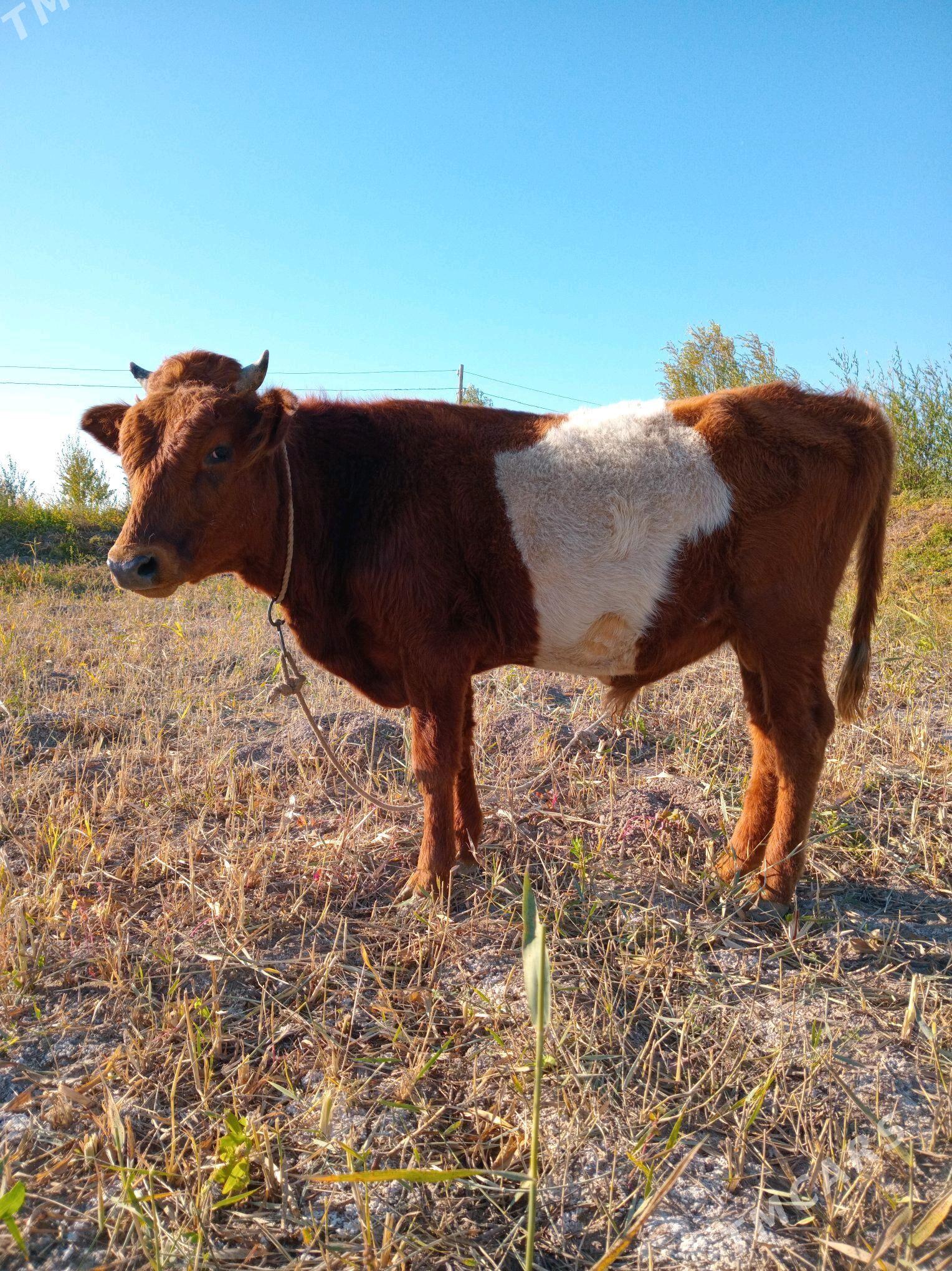 Öküz - Köneürgenç - img 1