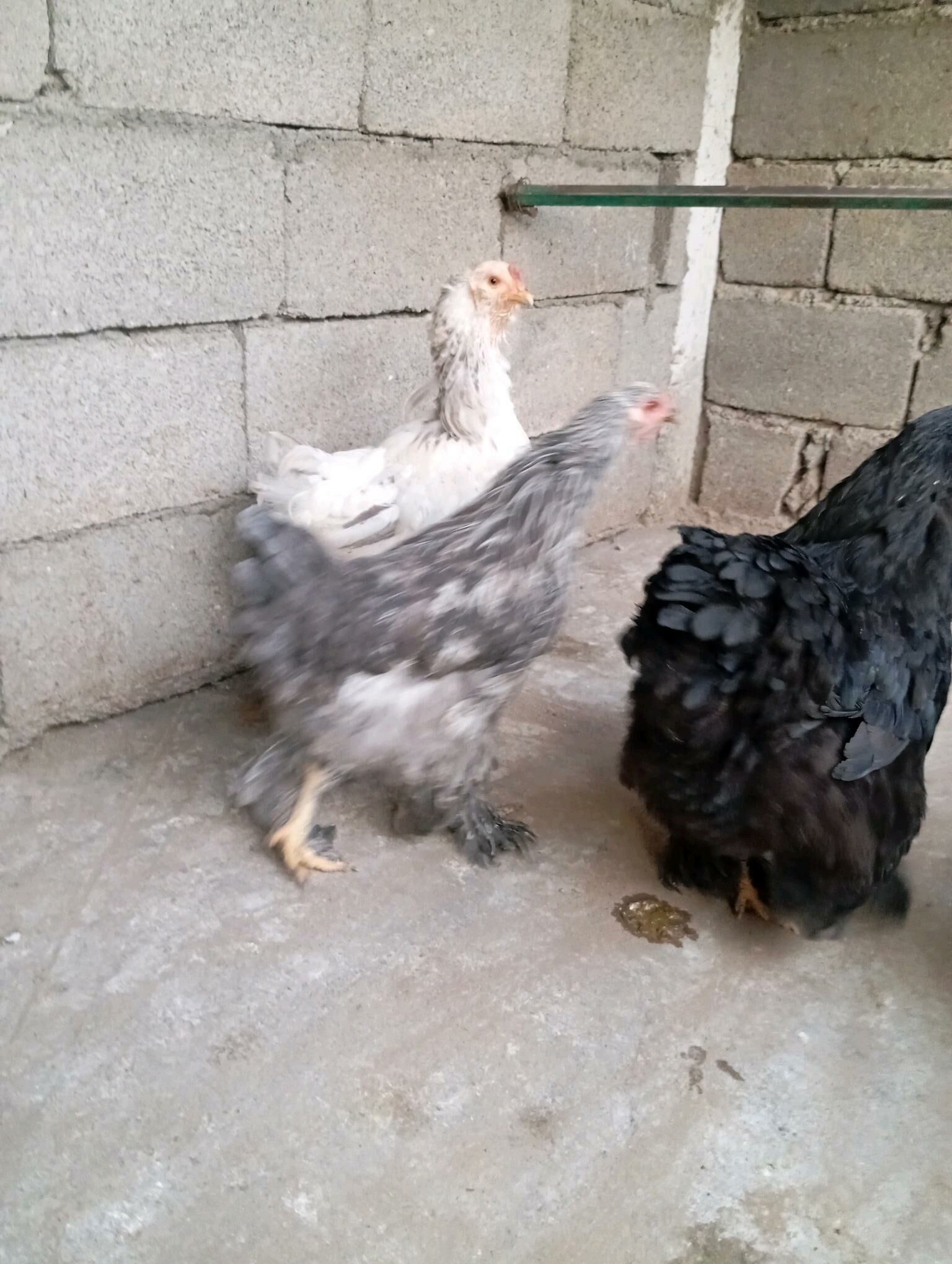 towuk horaz - Aşgabat - img 5