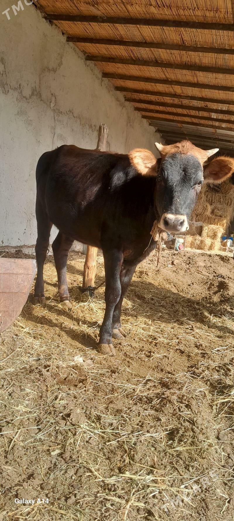 tuwe - Gökdepe - img 2