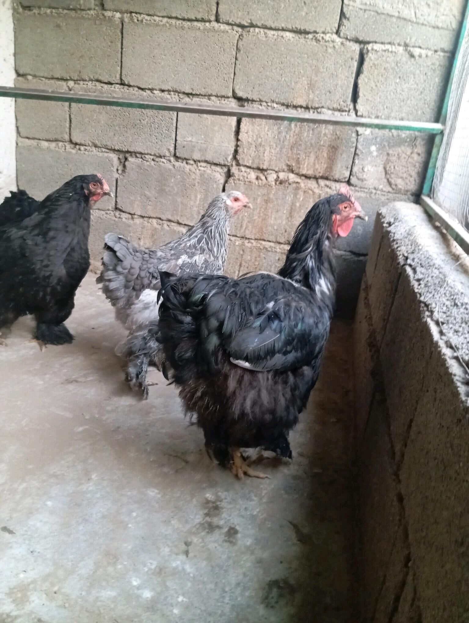 towuk horaz - Aşgabat - img 4