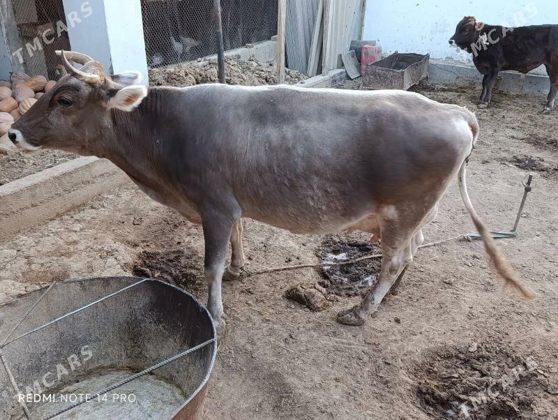 sygyr - Кака - img 4