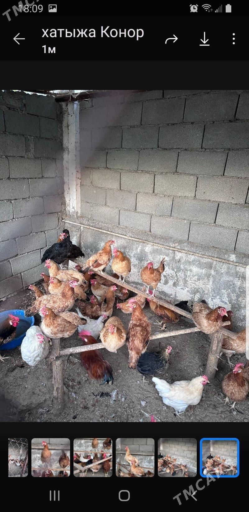 туркмен товуклары - Täze zaman - img 2