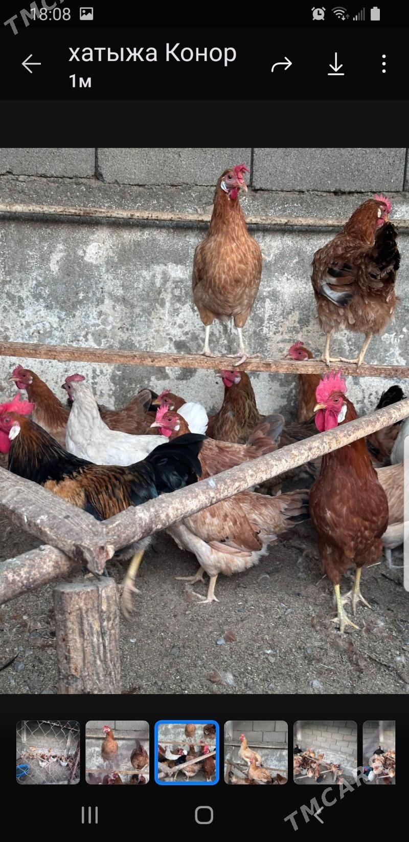 туркмен товуклары - Täze zaman - img 5