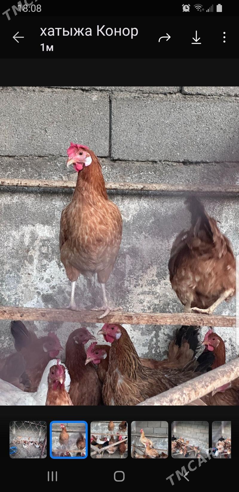 туркмен товуклары - Täze zaman - img 4