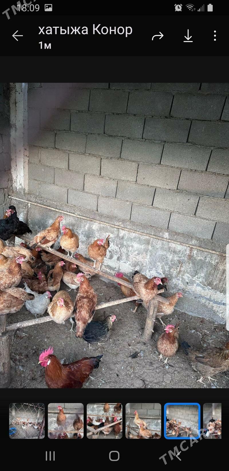 туркмен товуклары - Täze zaman - img 3