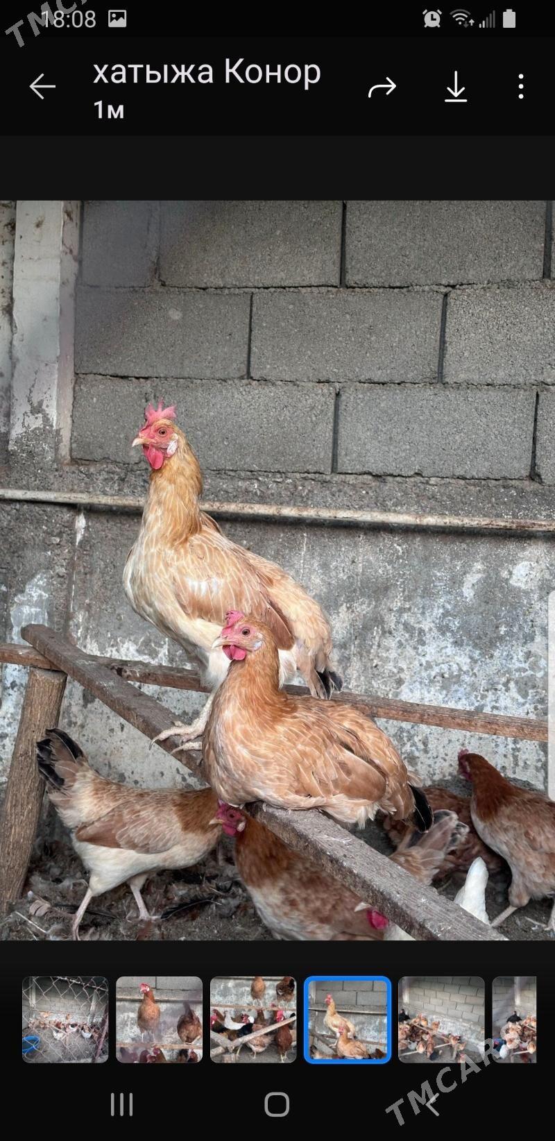 туркмен товуклары - Täze zaman - img 6