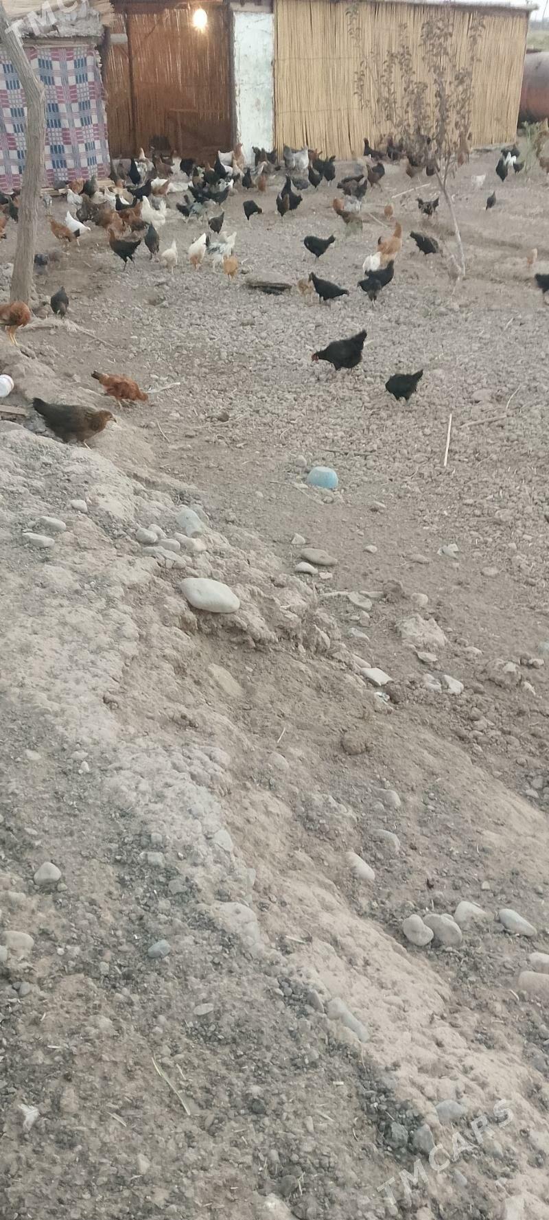 juýje - Oguz han - img 4