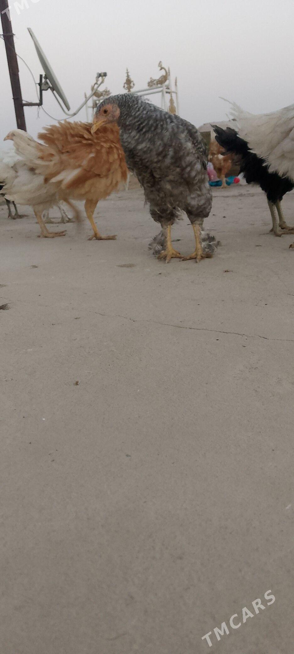 juýje - Oguz han - img 3