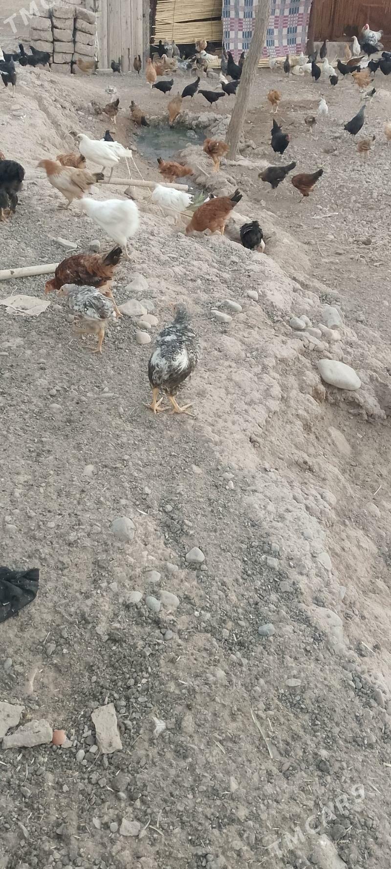 juýje - Oguz han - img 5