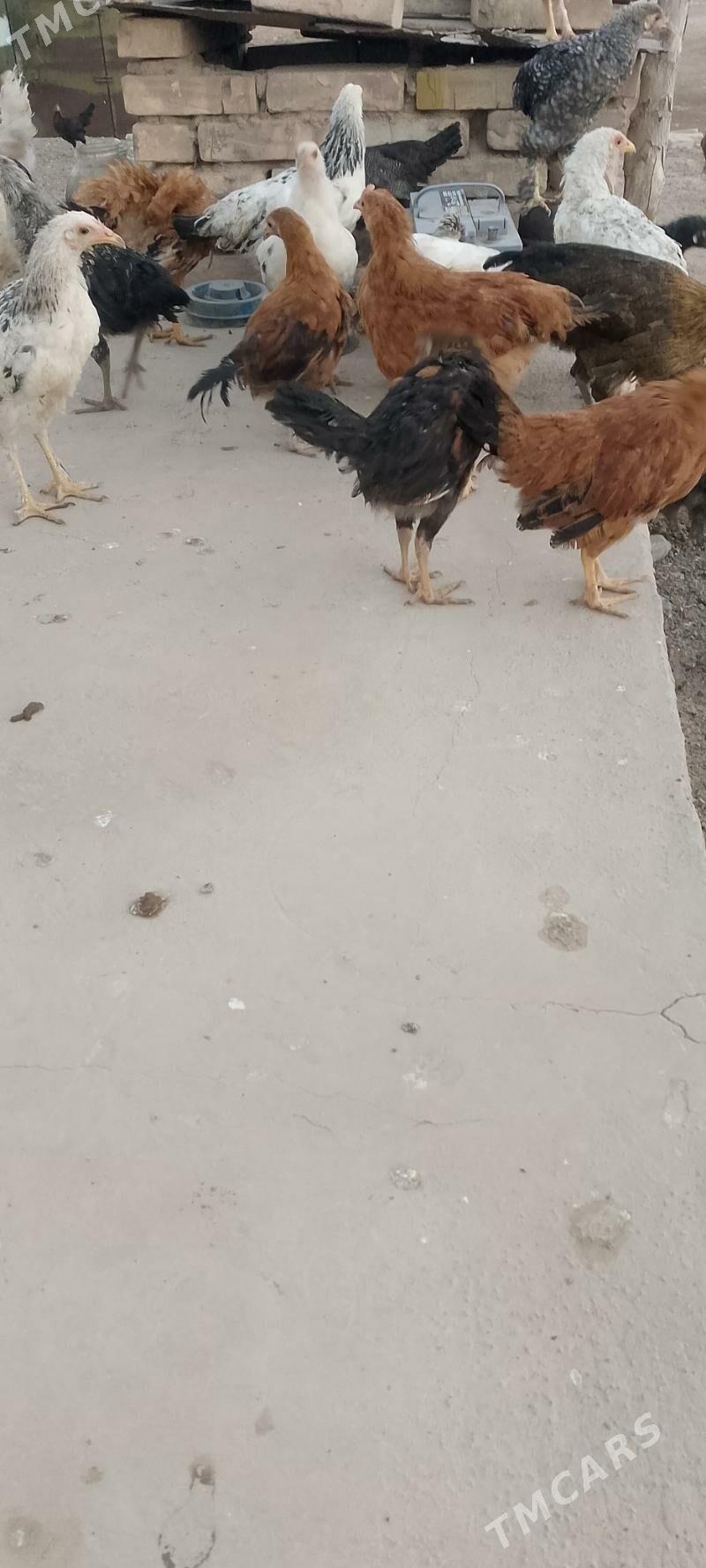 juýje - Oguz han - img 2