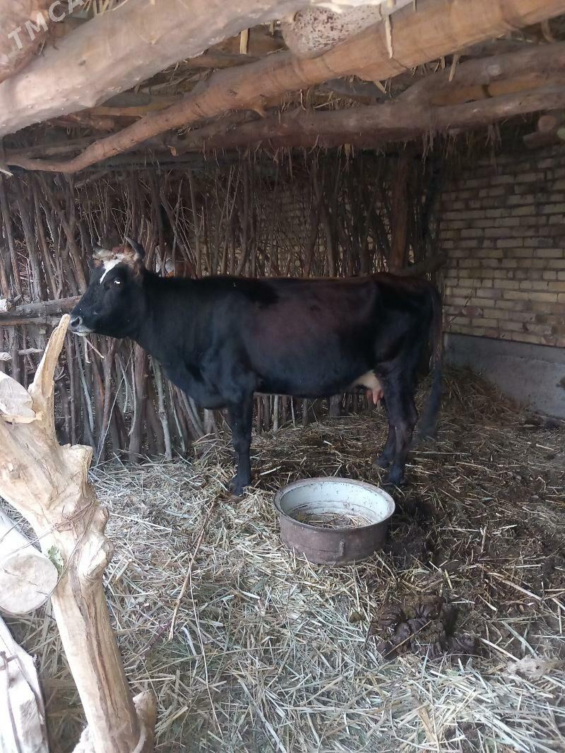 sygyr 3 nji garyn - Кёнеургенч - img 1