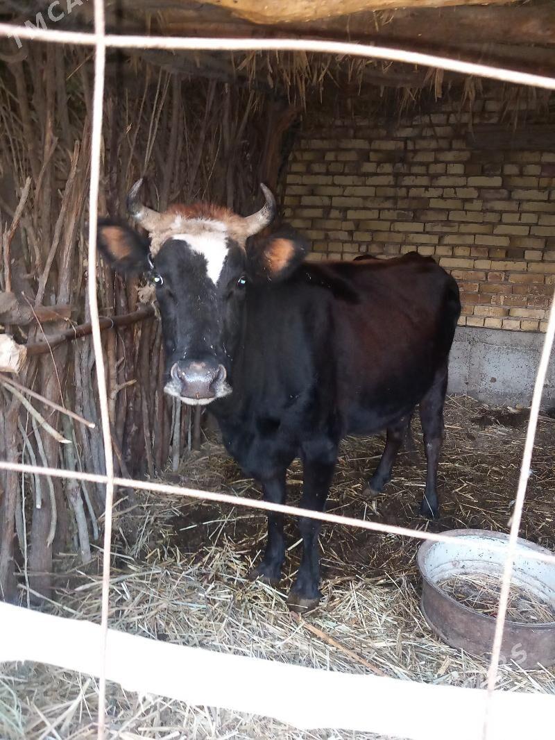 sygyr 3 nji garyn - Кёнеургенч - img 3